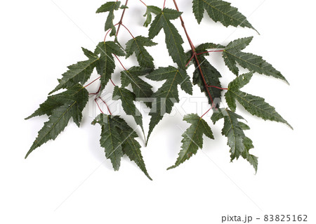 Amur maple (acer ginnala) branch Amur maple (acer ginnala) branch 83825162