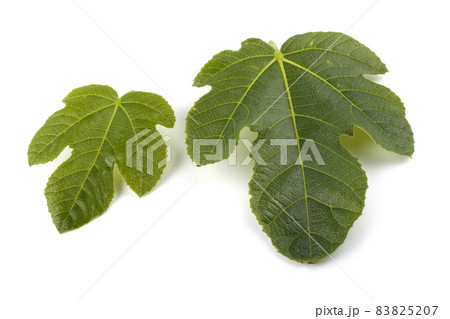 Fig leaves isolated on white 83825207