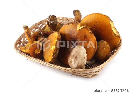 Boletus ferrugineus (Xerocomus spadiceus) mushroom. Delicacy 83825208