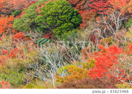 雲仙岳の紅葉 普賢岳からの眺め 【長崎県雲仙市】 雲仙岳の紅葉 普賢岳からの眺め 【長崎県雲仙市】 83825466