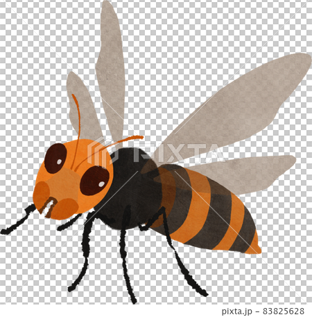 スズメバチのイラスト 83825628