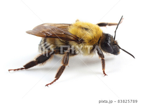 Bumblebee isolated on white background 83825789