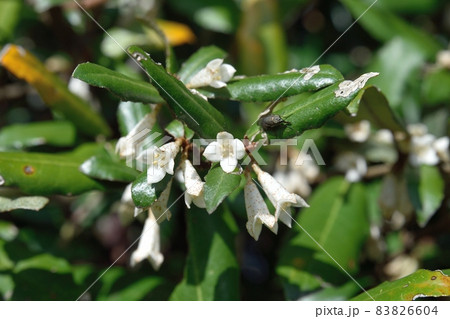 ナワシログミの花 83826604