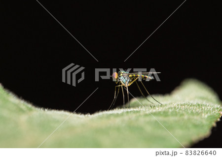 long-legged flies long-legged flies 83826640