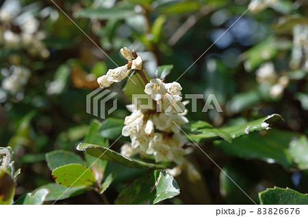 ナワシログミの花 83826676
