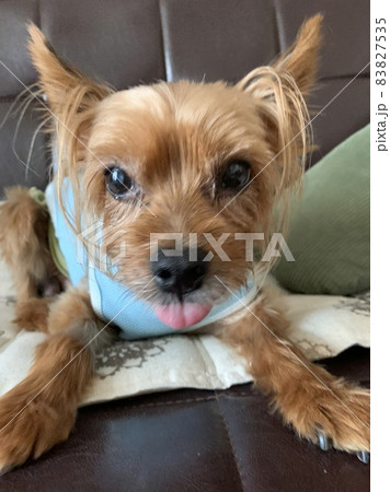 あっかんべ~なヨークシャテリア あっかんべ~なヨークシャテリア 83827535