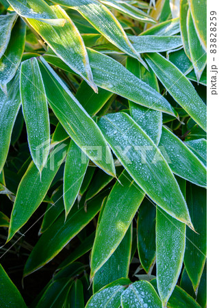 寒い日の早朝・霜がおりた隈笹 83828259