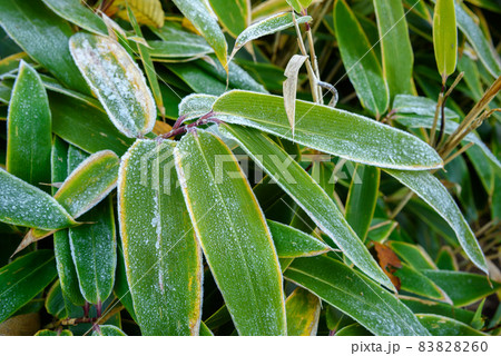 寒い日の早朝・霜がおりた隈笹 83828260