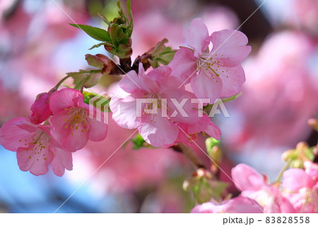 鮮やかなピンク色に咲く 83828558