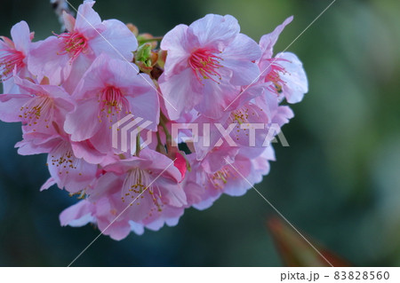 鮮やかなピンク色に咲く 83828560