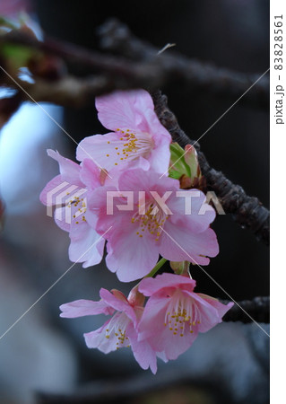 鮮やかなピンク色に咲く 鮮やかなピンク色に咲く 83828561