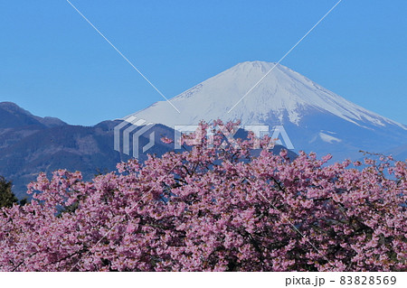 鮮やかなピンク色に咲く 83828569