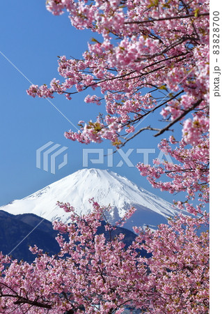 鮮やかなピンク色に咲く 83828700