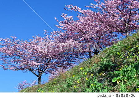 鮮やかなピンク色に咲く 83828706