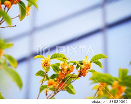 都会に咲く金木犀 都会に咲く金木犀 83829062