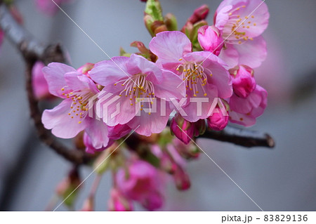 鮮やかなピンク色に咲く 83829136
