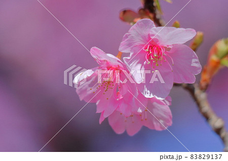 鮮やかなピンク色に咲く 83829137