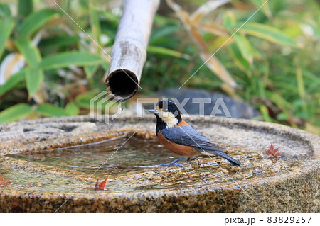 水を飲みにきたヤマガラ　 83829257