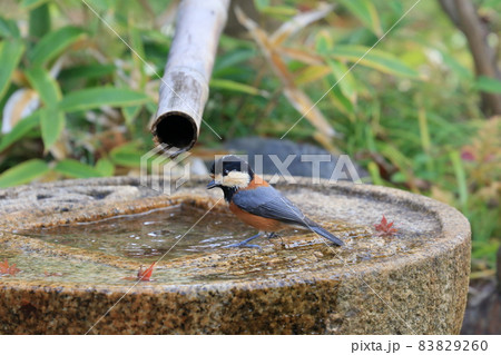 水を飲みにきたヤマガラ 水を飲みにきたヤマガラ 83829260