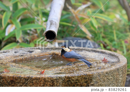 水を飲みにきたヤマガラ 水を飲みにきたヤマガラ 83829261