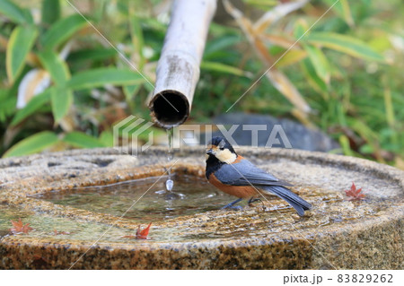 水を飲みにきたヤマガラ 水を飲みにきたヤマガラ 83829262