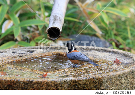 水を飲みにきたヤマガラ　 83829263