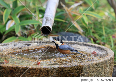 水を飲みにきたヤマガラ 水を飲みにきたヤマガラ 83829264