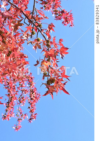 モミジバフウ（アメリカフウ）と紅葉 83829341