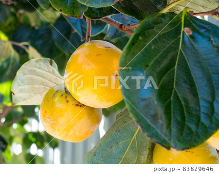 Branches of a tree with ripe persimmon fruits on a sunny day 83829646