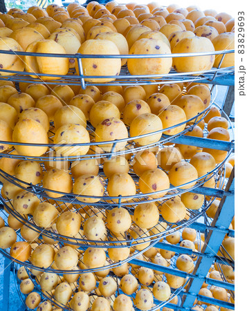 dried up persimmon under the sun in Xinpu township, Hsinchu, Taiwan 83829693