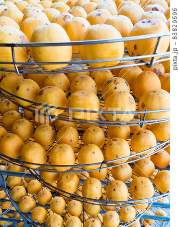 dried up persimmon under the sun in Xinpu township, Hsinchu, Taiwan 83829696