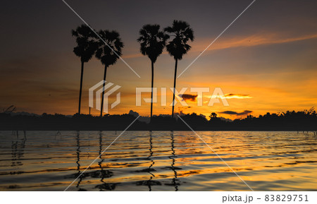 Sunset twilight lighting on a silhiuette sugar palm. Sunset twilight lighting on a silhiuette sugar palm. 83829751
