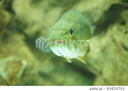 コクチバス　小口バス　スモールマウスバス　Smallmouth bass　ブラックバス　バス 83829791