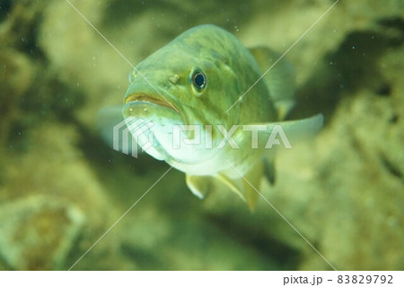 コクチバス　小口バス　スモールマウスバス　Smallmouth bass　ブラックバス　バス 83829792