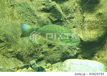 コクチバス 小口バス スモールマウスバス Smallmouth bass ブラックバス バス コクチバス 小口バス スモールマウスバス Smallmouth bass ブラックバス バス 83829794