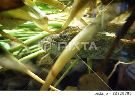 カムルチー　ライギョ　雷魚　ライヒー　タイワン　水草 83829799