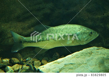 ブラックバス Black bass ラージマウスバス バス ブラックバス Black bass ラージマウスバス バス 83829805
