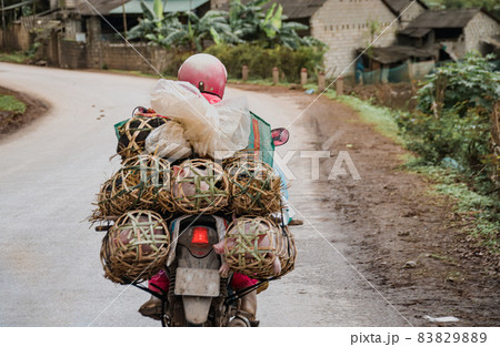 A Vietnamese motorcycle driver carrying piglets in woven cages on the back of his motorcycle A Vietnamese motorcycle driver carrying piglets in woven cages on the back of his motorcycle 83829889