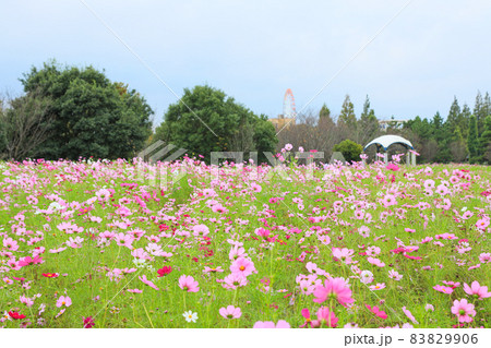 【千葉県印西市】牧の原公園とコスモスの風景 【千葉県印西市】牧の原公園とコスモスの風景 83829906