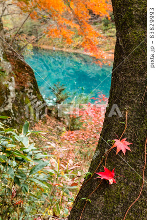 紅葉の渓谷岩手厳美渓ともみじの落ち葉 紅葉の渓谷岩手厳美渓ともみじの落ち葉 83829993
