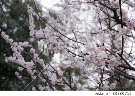 東京都多摩市の都立聖蹟桜ヶ丘公園のうめの花 東京都多摩市の都立聖蹟桜ヶ丘公園のうめの花 83830719