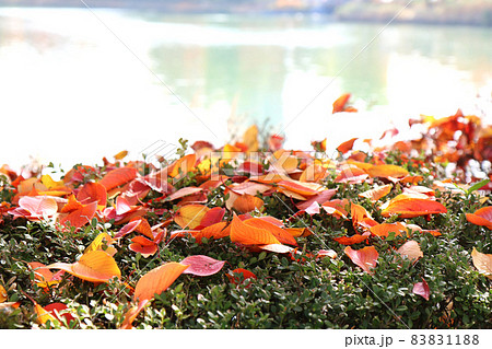 植え込みの上に積もる落ち葉(韓国・石村湖) 植え込みの上に積もる落ち葉(韓国・石村湖) 83831188