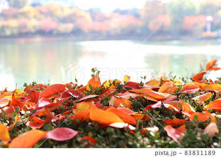 植え込みの上に積もる落ち葉(韓国・石村湖) 植え込みの上に積もる落ち葉(韓国・石村湖) 83831189