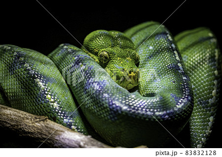 木の上のミドリニシキヘビ 83832128