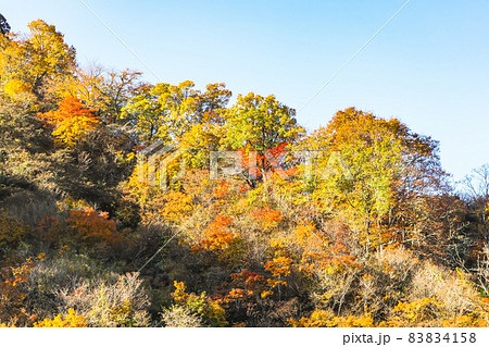 湯沢町の紅葉 83834158