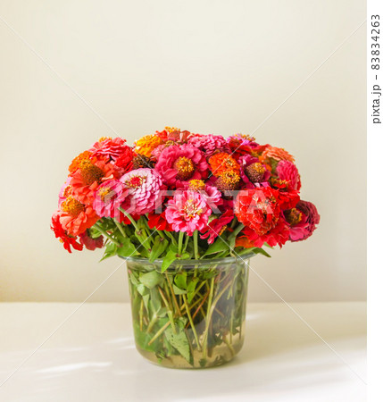 Beautiful colorful zinnia flowers. Beautiful colorful zinnia flowers. 83834263