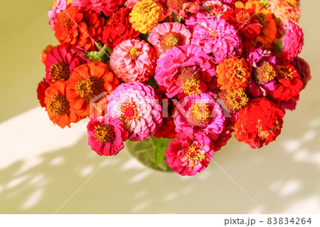 Beautiful colorful zinnia flowers. Beautiful colorful zinnia flowers. 83834264