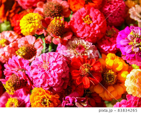 Beautiful colorful zinnia flowers. Beautiful colorful zinnia flowers. 83834265