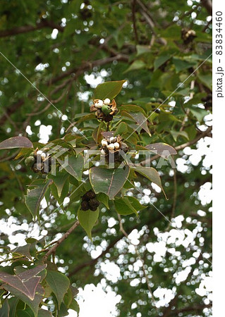 ナンキンハゼのはじけた実 83834460