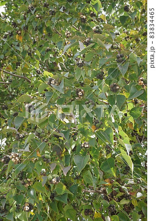 ナンキンハゼのはじけた実 ナンキンハゼのはじけた実 83834465